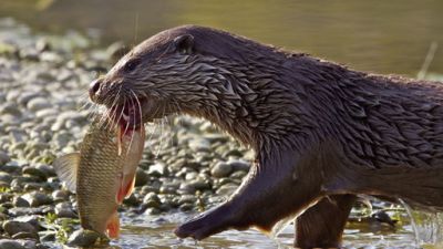 ORF Universum Documentaries Season 1 Episode 108