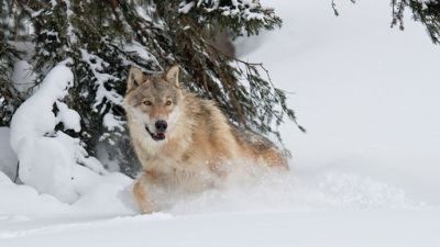 ORF Universum Documentaries Season 1 Episode 115