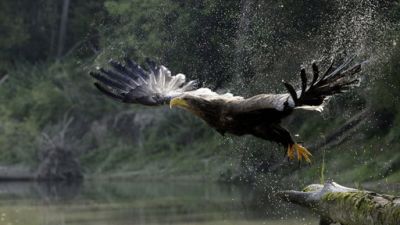 ORF Universum Documentaries Season 1 Episode 113