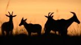 Hyena:  Queen of the Masai Mara