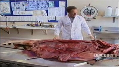 Dirty Jobs Season 2 Episode 16