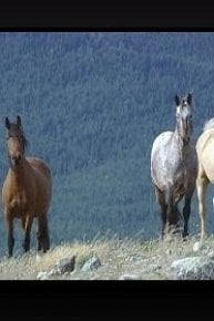 The Last Wild Mustangs