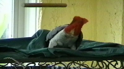 Funniest Pets & People Season 3 Episode 10