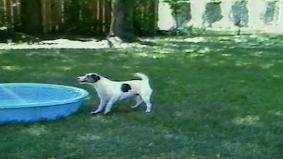 Funniest Pets & People Season 3 Episode 13