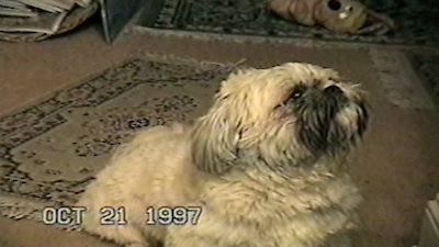 Funniest Pets & People Season 3 Episode 9