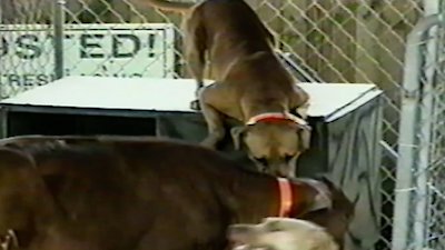 Funniest Pets & People Season 3 Episode 14