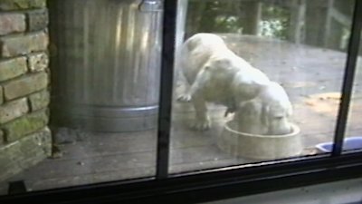 Funniest Pets & People Season 4 Episode 12