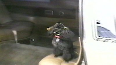 Funniest Pets & People Season 4 Episode 7