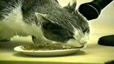 Funniest Pets & People Season 4 Episode 5