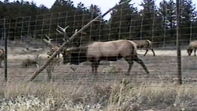 Funniest Pets & People Season 4 Episode 10