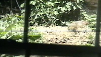 Funniest Pets & People Season 4 Episode 13