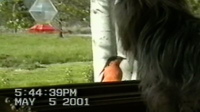 Funniest Pets & People Season 4 Episode 3