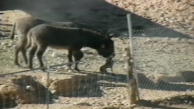 Funniest Pets & People Season 4 Episode 14