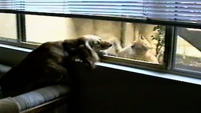 Funniest Pets & People Season 4 Episode 6