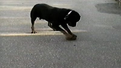 Funniest Pets & People Season 8 Episode 2