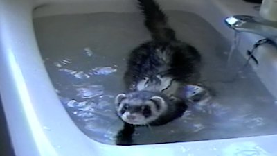 Funniest Pets & People Season 8 Episode 3