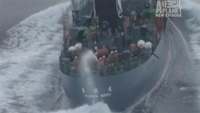 Whale Wars Season 2 Episode 6