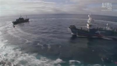 Whale Wars Season 2 Episode 9