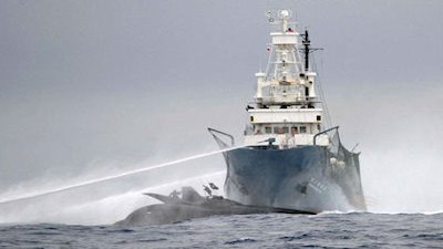 Whale Wars Season 3 Episode 6