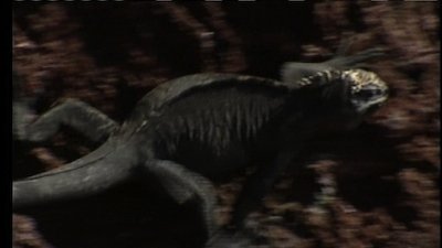 The Jeff Corwin Experience Season 1 Episode 13