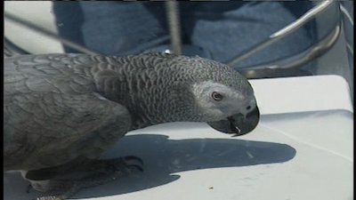 The Jeff Corwin Experience Season 1 Episode 15