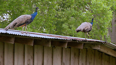 Cajun Pawn Stars Season 1 Episode 22