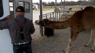 Shipping Wars Season 9 Episode 13