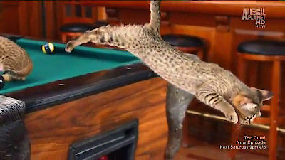 Too Cute Season 1 Episode 4