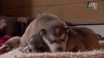 Too Cute Season 2 Episode 5