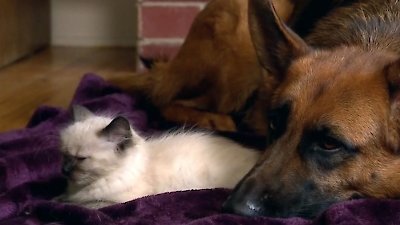 Too Cute Season 2 Episode 6