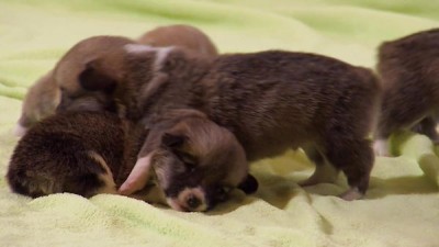 Too Cute Season 3 Episode 3