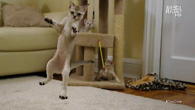 Too Cute Season 3 Episode 4