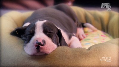 Too Cute Season 3 Episode 5