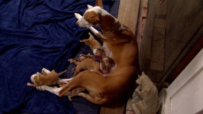 Too Cute Season 3 Episode 7