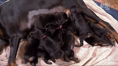 Too Cute Season 2 Episode 22