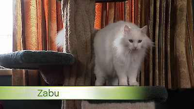 Too Cute Season 4 Episode 5