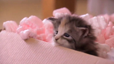 Too Cute Season 4 Episode 9