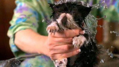 Too Cute Season 4 Episode 10