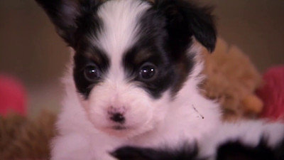 Too Cute Season 4 Episode 11