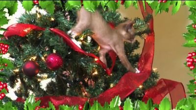 Too Cute Season 5 Episode 100