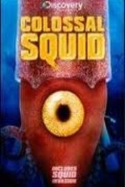 Colossal Squid / Squid Invasion
