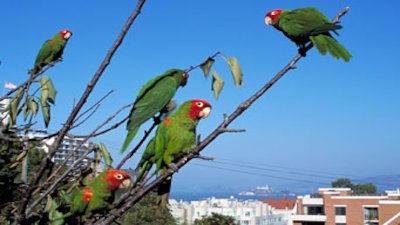 Independent Lens Season 8 Episode 26