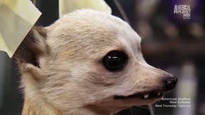 American Stuffers Season 1 Episode 2