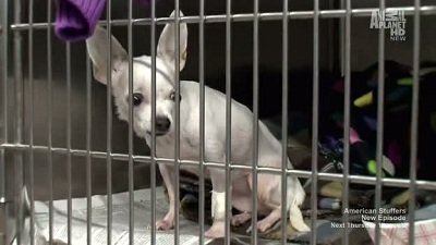 American Stuffers Season 1 Episode 3