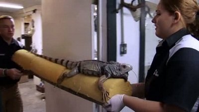 American Stuffers Season 1 Episode 4