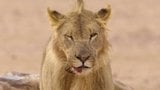 King of the Desert Lions