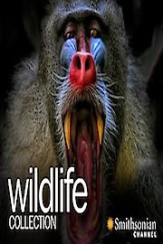 Wildlife Collection