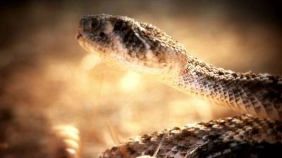 Rattlesnake Republic Season 1 Episode 2