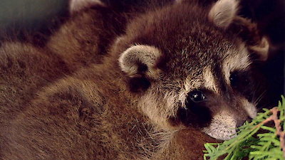 North Woods Law Season 9 Episode 3