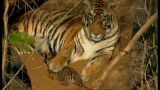 The Battle To Save The Tiger